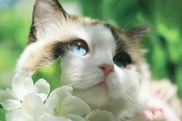 犬猫沙门菌病症状与防治详解：肠胃炎到败血症的应对指南