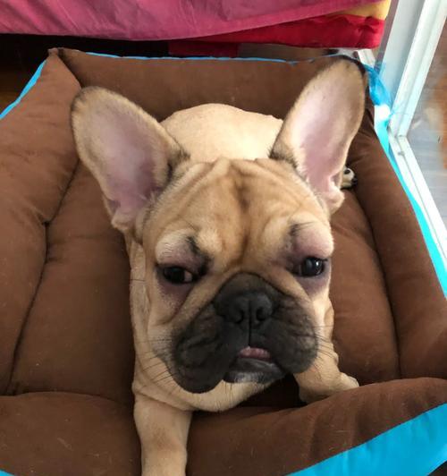 狗狗鸡蛋过敏症状与防治指南,宠物主人必读的健康知识 狗狗鸡蛋过敏症状与防治指南,宠物主人必读的健康知识