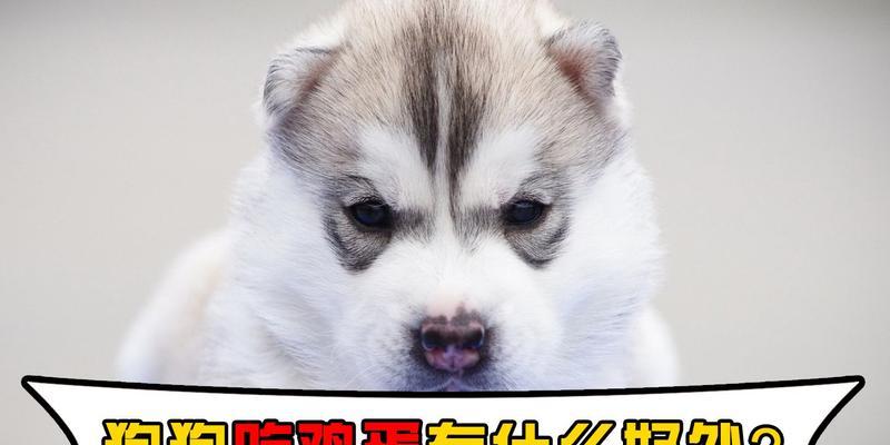 狗狗鸡蛋过敏症状与防治指南,宠物主人必读的健康知识 狗狗鸡蛋过敏症状与防治指南,宠物主人必读的健康知识