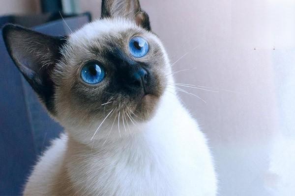 犬猫钩端螺旋体病症状与防治详解，识别急性黄疸肾衰表现