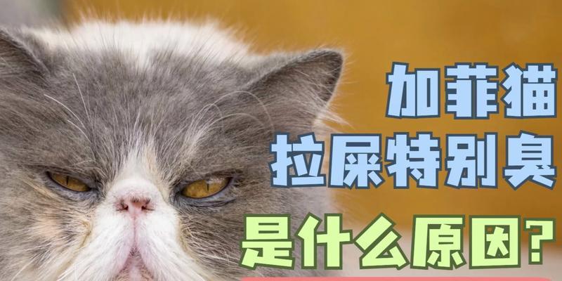 猫排泄物异味成因解析与科学管理方法