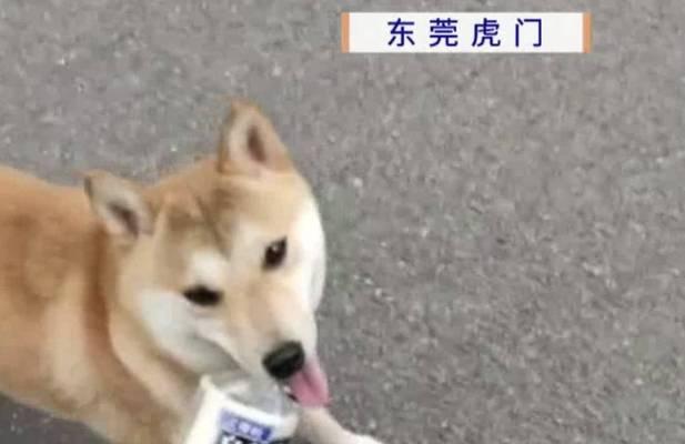 狗狗突然离世常见原因解析与科学预防指南 狗狗突然离世常见原因解析与科学预防指南