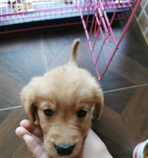 中山萌宠点集网