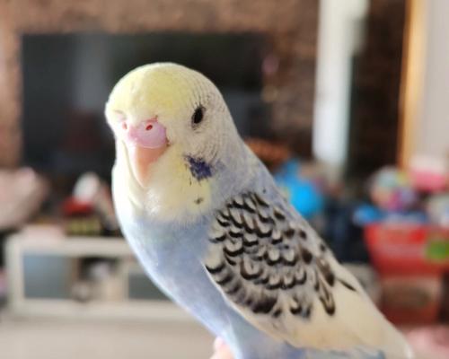 如何挑选漂亮虎皮鹦鹉:看色彩、斑纹与羽毛的秘诀 如何挑选漂亮虎皮鹦鹉:看色彩、斑纹与羽毛的秘诀