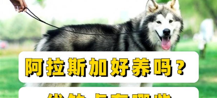 阿拉斯加幼犬喂养指南：饮食护理与健康成长要点
