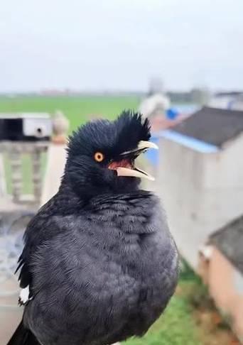 八哥预言之谜与文化象征探秘:从古代传统到现代解读 八哥预言之谜与文化象征探秘:从古代传统到现代解读