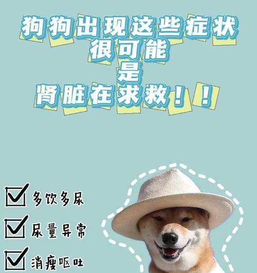 狗狗肾脏健康全面指南:从饮食护理到科学用药的实用方法 狗狗肾脏健康全面指南:从饮食护理到科学用药的实用方法