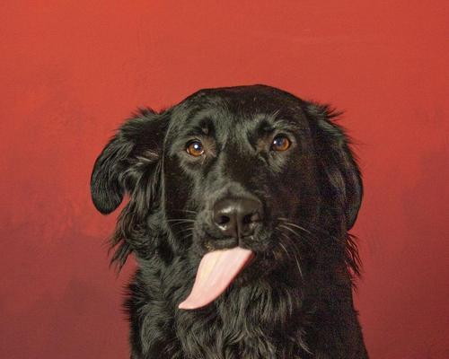 狗狗舌头溃烂怎么办?药物治疗与家庭护理全指南 狗狗舌头溃烂怎么办?药物治疗与家庭护理全指南