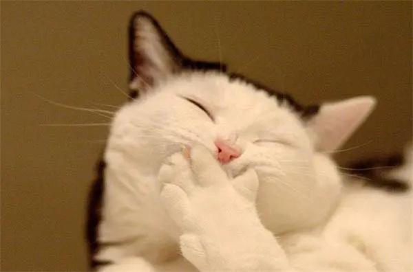 宠物除臭喷雾怎么选？关键看异味根源分解与安全抑菌效果