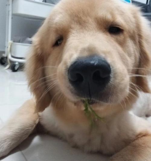 狗狗吃草原因与安全指南,解读健康信号与注意事项 狗狗吃草原因与安全指南,解读健康信号与注意事项