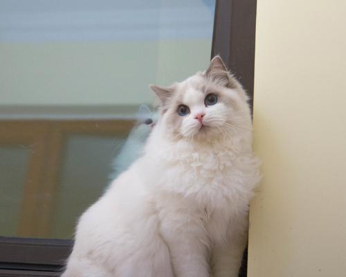 适合家庭的小型宠物狗品种推荐与养护指南 适合家庭的小型宠物狗品种推荐与养护指南