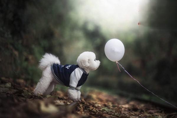 犬猫沙门菌病症状与防治详解：肠胃炎到败血症的应对指南