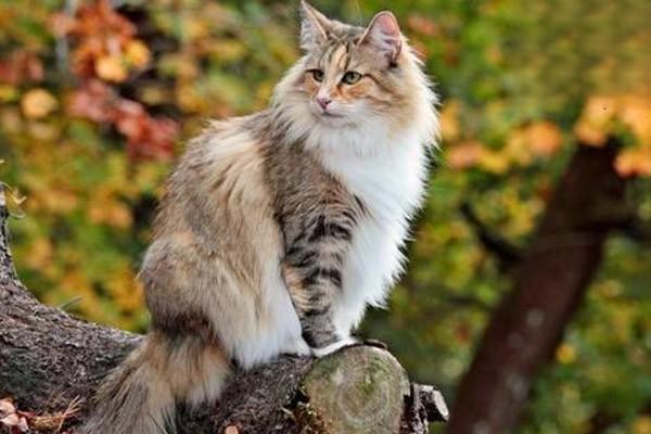 猫免疫缺陷病毒感染症状与治疗方案详解，了解猫艾滋病的防治