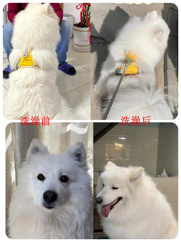 狗狗沐浴露成分与清洁力深度测评:安全争议与实际效果分析 狗狗沐浴露成分与清洁力深度测评:安全争议与实际效果分析