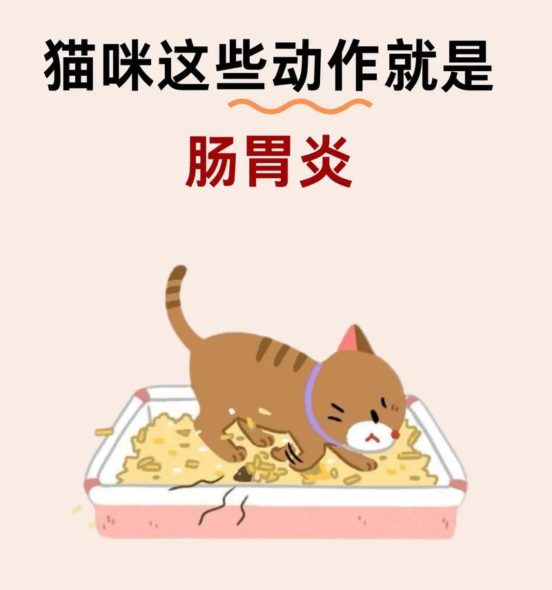 猫咪拉肚子怎么办？家庭护理方法与缓解指南