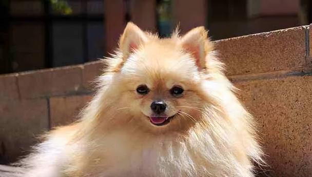 女孩养狗品种推荐指南：15种适合女生饲养的伴侣犬