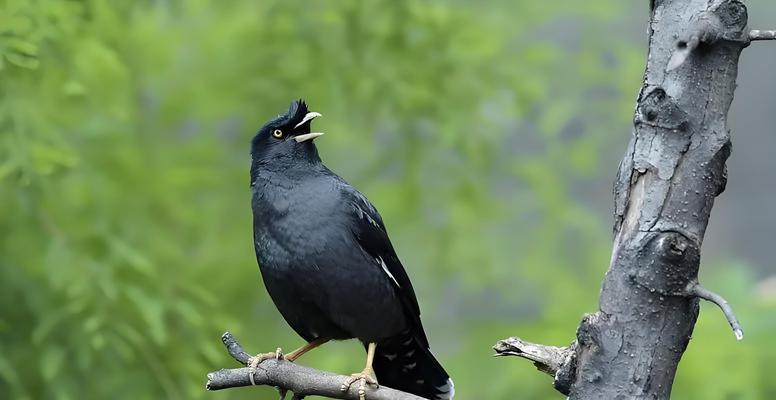 八哥的象征意义与文化传承：从吉祥鸟到智慧化身