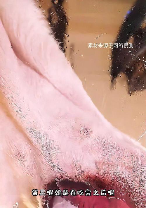 狗狗受伤用药全指南：药物类型与作用详解