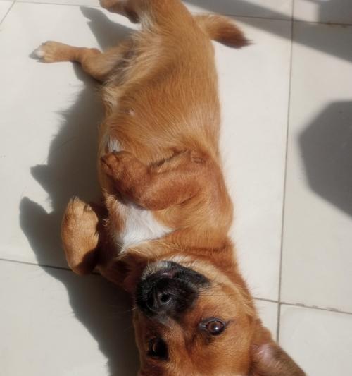 狗伸舌头的原因解析：散热、情绪表达与健康信号揭秘