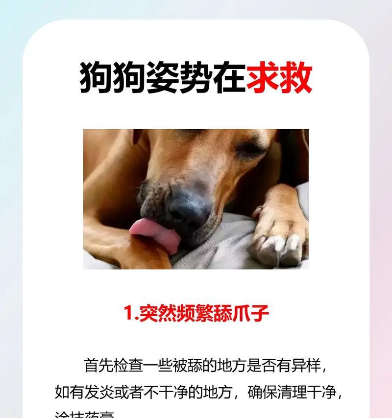 狗狗舔主人背后的情感密码:从亲密表达到社交本能解析 狗狗舔主人背后的情感密码:从亲密表达到社交本能解析