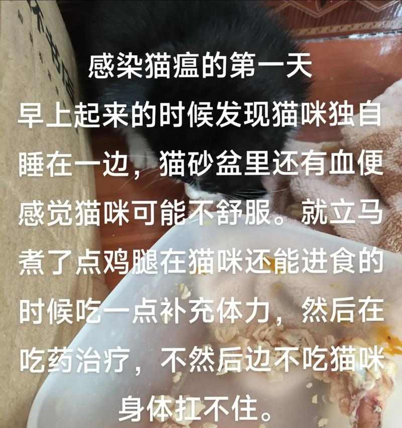 猫咪拉肚子怎么办？家庭护理方法与缓解指南