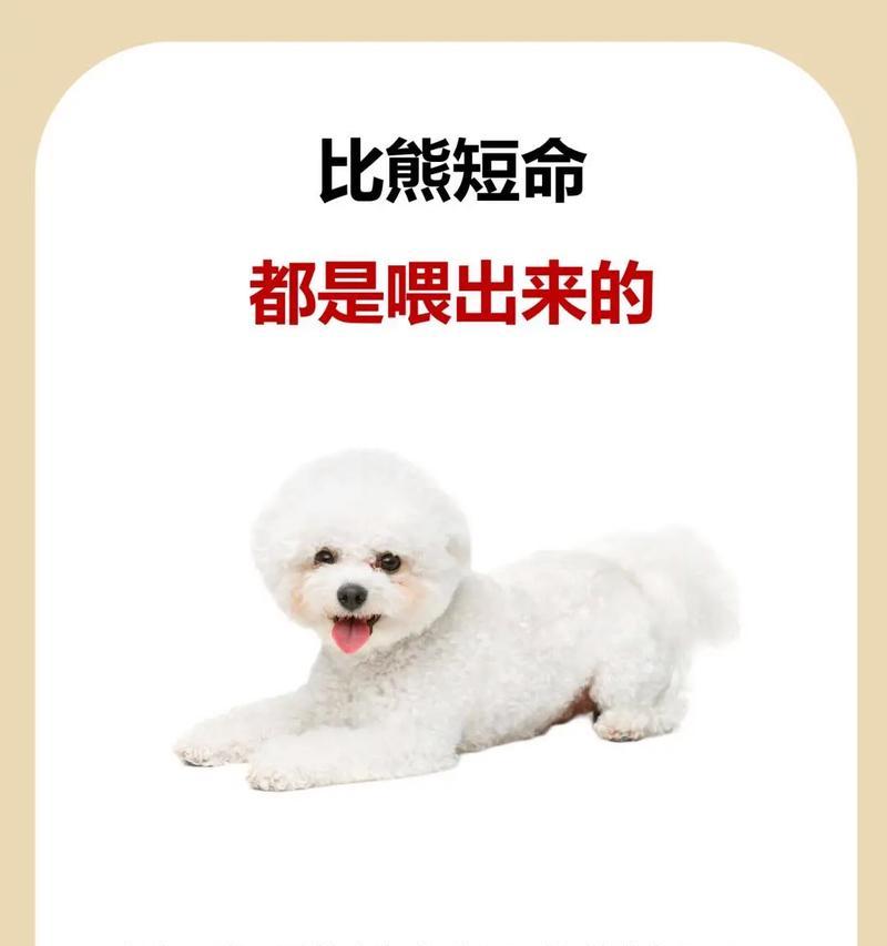 比熊犬能吃哪些水果？安全饮食添加指南与禁忌清单