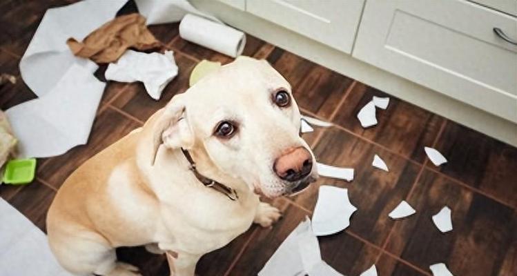 狗狗爱咬东西原因与纠正方法全解析，告别拆家困扰