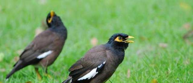 八哥的象征意义与文化传承：从吉祥鸟到智慧化身