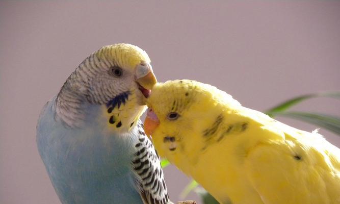 如何挑选漂亮虎皮鹦鹉:看色彩、斑纹与羽毛的秘诀 如何挑选漂亮虎皮鹦鹉:看色彩、斑纹与羽毛的秘诀