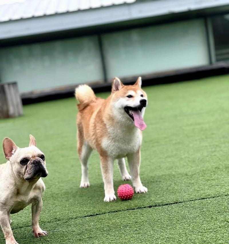 狗狗伸舌头喘气原因解析：科学散热与健康呼吸指南