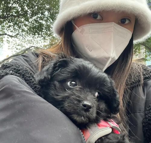 狗狗突然离世常见原因解析与科学预防指南 狗狗突然离世常见原因解析与科学预防指南